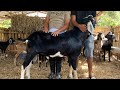 1-929-408-1425 y en Tenares caprinos y ovinos en momentos de alimentación 🐐🐐🐐