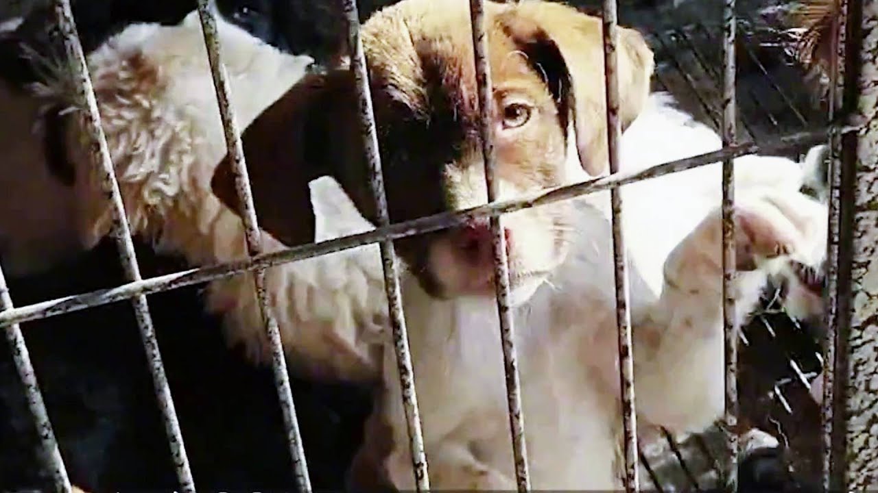 Caucasian Dog Throws Up Hair and Dirt After Being Rescued From an