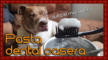 ¿Con qué puedo cepillar los dientes de mi perro en lugar de con dentífrico?