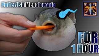 Megalovania But, Its Sung By A Pufferfish Eating A Carrot | FOR 1 HOUR!!!