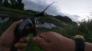 Haruan Malaysia Snakehead  VS STORM SX Soft Bloop Frog screenshot 4