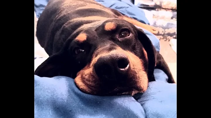 Maybellene being Maybellene Black and Tan Coonhoun...