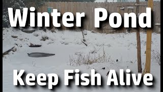 Winter Pond - How to Keep Your Fish Alive
