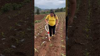 Modern Farming: Efficient Corn Fertilization 🌽✨#Farming #Agriculture #CornCultivation #SmartFarming