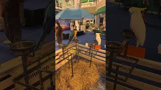 Animals At Market Villiage