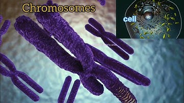 chromosome dna and gene 3d animation #cellbiology #chromosome #dna #genes #3danimation #cell