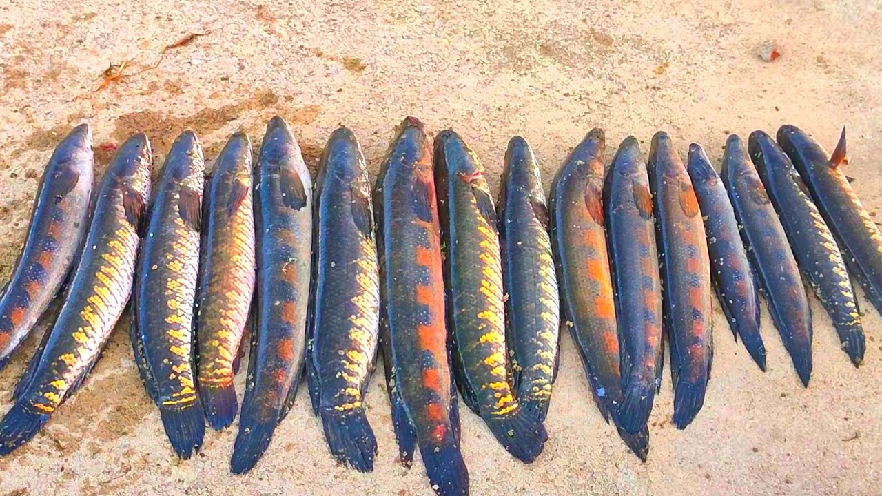 Amazing fishing catching|Big snakehead fishing catching|murrel fish|frogs fishing|village fishing