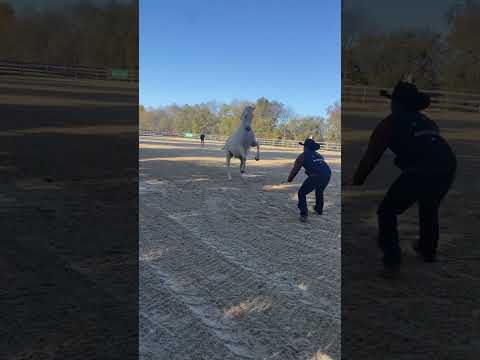  خيل ترند خيل  اكسبلور خيول فرسان  خيول عربية اصيلة حصان