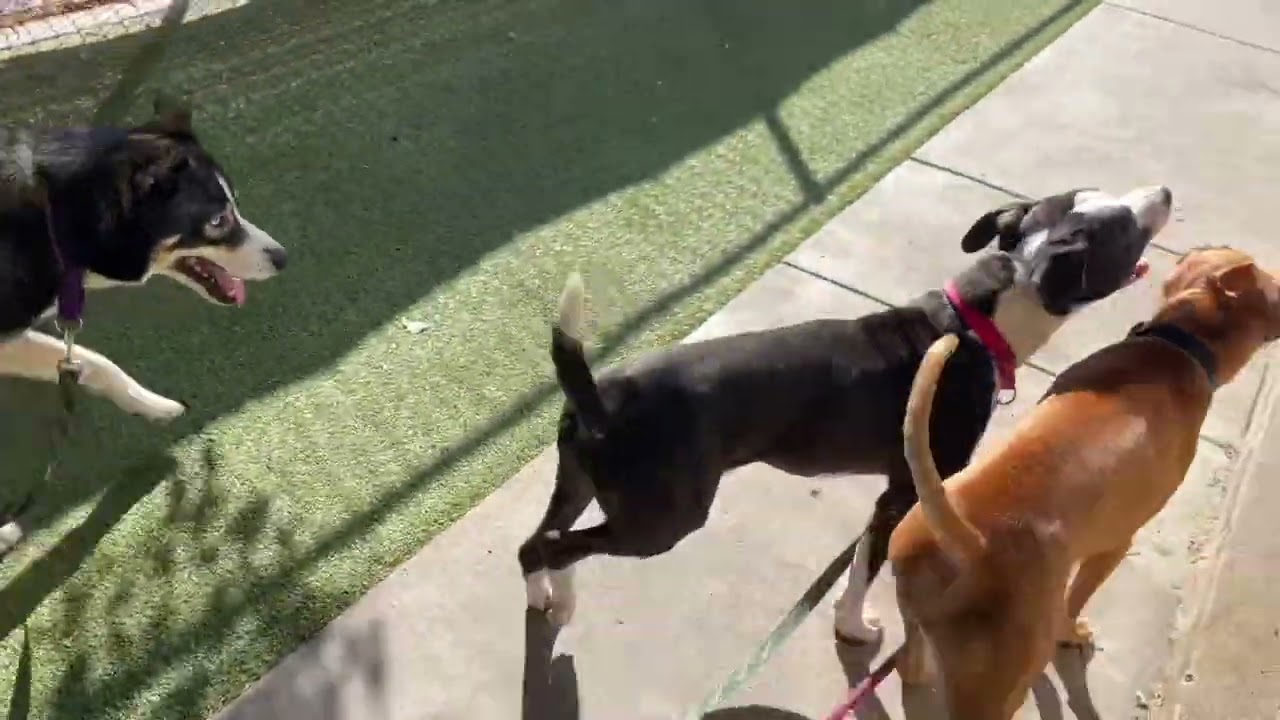 Balto, Weasley, Lucy