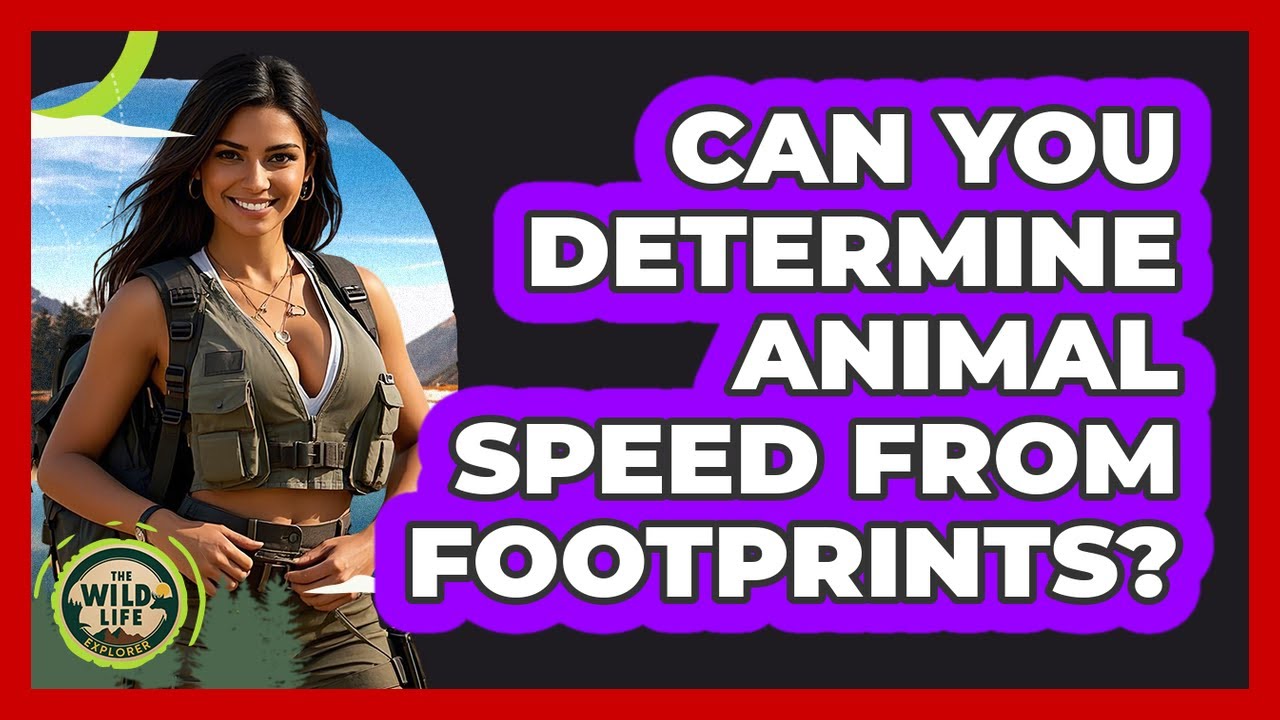 Can You Determine Animal Speed From Footprints?