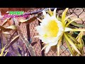 SUMMERTIME DRAGON FRUIT UPDATE / TOUR of LEO&#39;s AMAZING DRAGON FRUIT COLLECTION