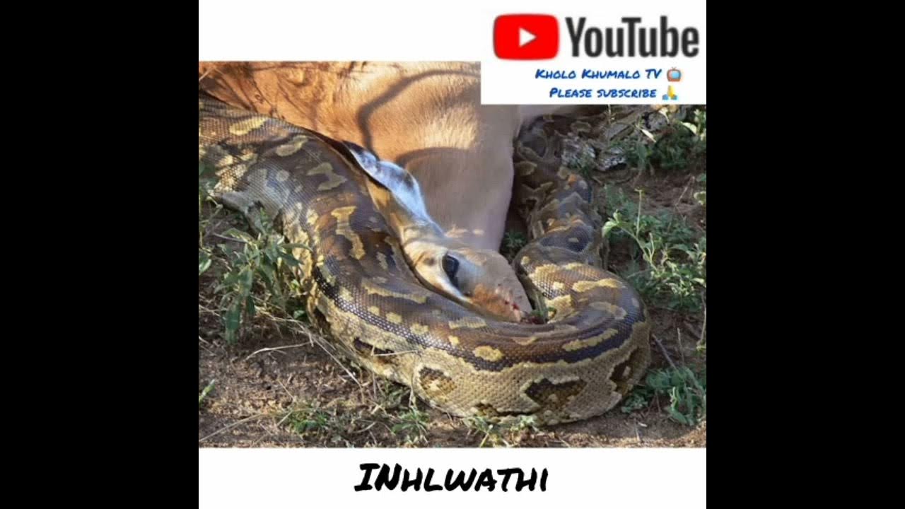 INhlwathi. By Kholo Khumalo TV 📺 - YouTube