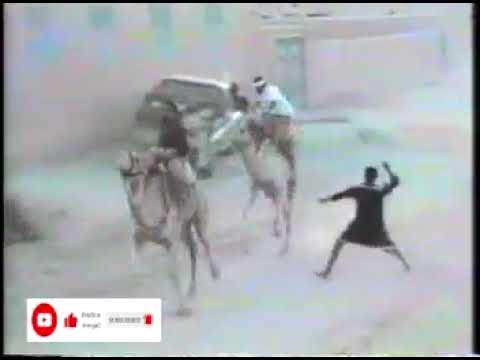 من الزمن الجميل سباق الهجن بمنطقة فغمة 7 شعبان لعام 1417 هجري الموافق 1996 م