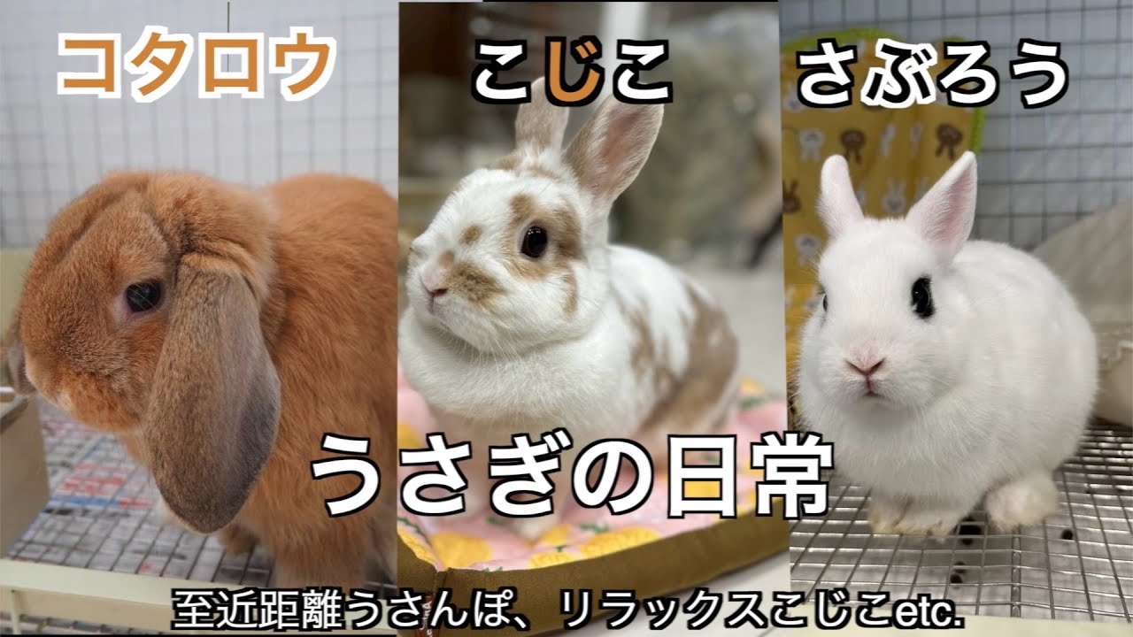 43うさぎの日常🐰】至近距離うさんぽ|リラックスこじこなど我が家の