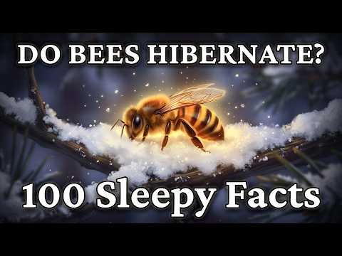 How Bees Survive the Cold: A Gentle Look at Winter Hive Life