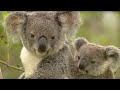 Koala Breeding | Making Animal Babies | BBC Earth