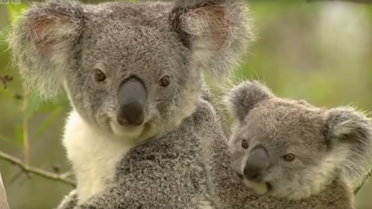 Koala mating habits, diet and habitat myths and misconceptions busted - ABC  News