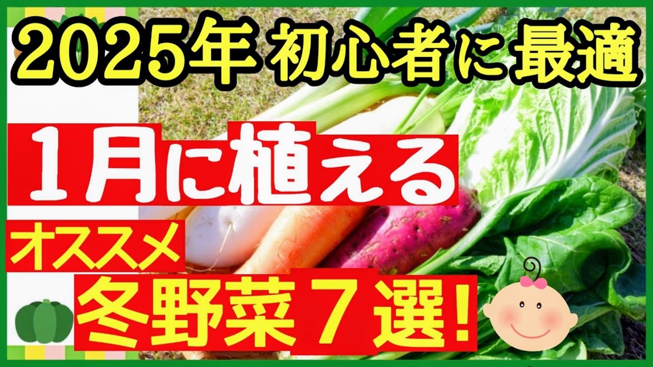 2025年から始める】プランターでもOK♪初心者でも簡単に収穫できる1月