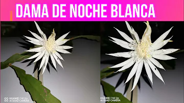 ¿Con qué frecuencia florece la Reina de la Noche?