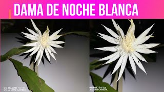 DAMA DE NOCHE FLORACIÓN BLANCA CUIDADOS Y CARACTERÍSTICAS - YouTube