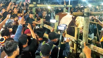 Juara Baru Pengganti Bima Sakti, Penimbangan Wisanggeni VS Penton di Kontes Sapi