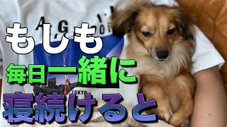 【恐怖】犬と人間が毎日一緒に寝続けるとどうなるのか