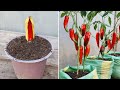 New gardening method | How to propagate chili peppers in bananas