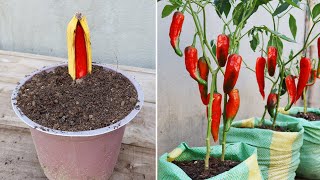 New gardening method | How to propagate chili peppers in bananas