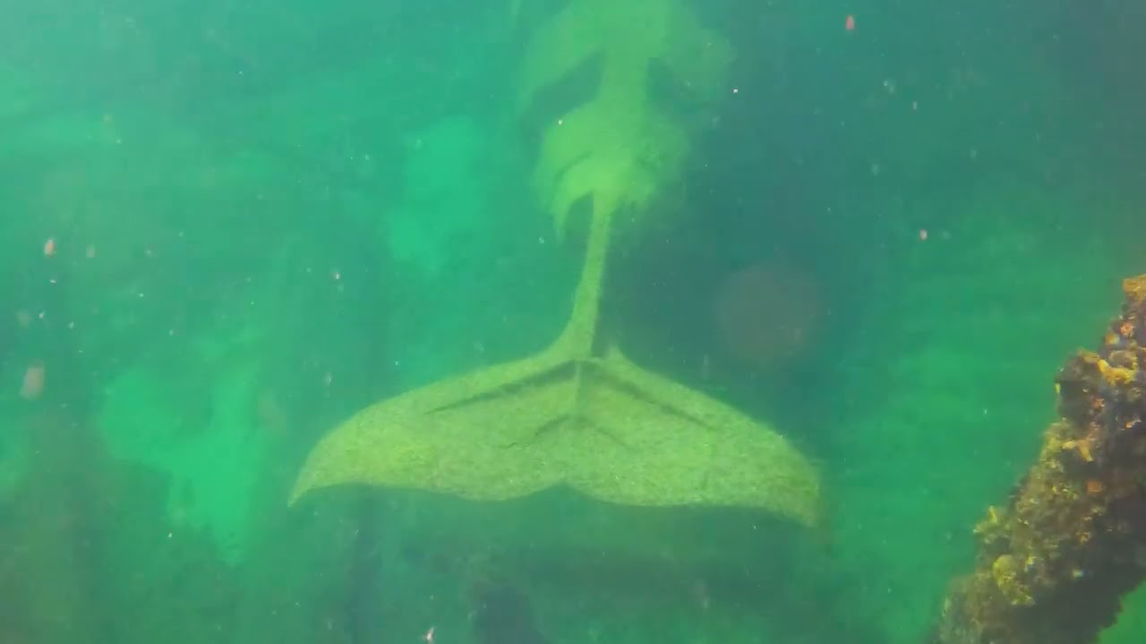 Busselton Snorkel Adventure - Swimming with Sea Life