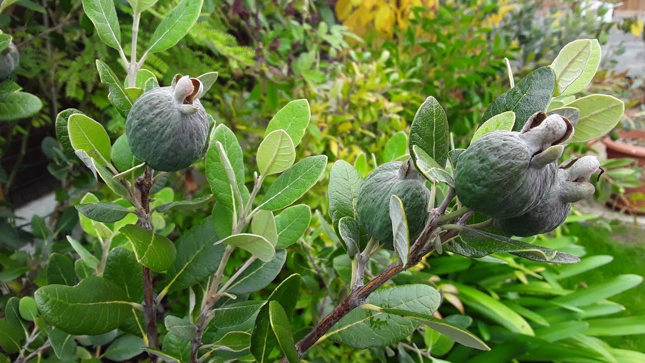 Pineapple guavas / feijoa , the weekly update on fruit progress YouTube