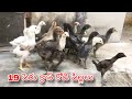 #KVR BREEDES#8919809769#bhimavaram chicks#peru cross chicks#chicks#patta punju#birds#chicken#viral