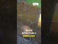 Safely Remove Moss from Patios: Senior-Friendly Tips
