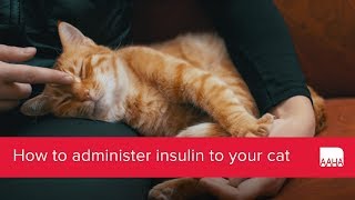 How to administer insulin to your cat