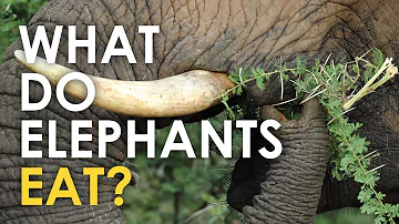 Do elephants always eat?