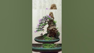 Bonsai mini ký đá, tiểu cảnh đẹp #caycanh #bonsai #bonsaimini