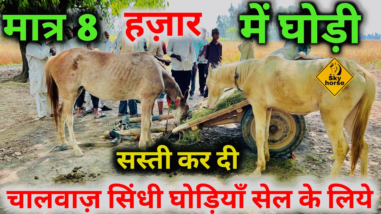 जलालपुर का सस्ता बाज़ार मात्र 8 हज़ार रुपये में घोड़ी
