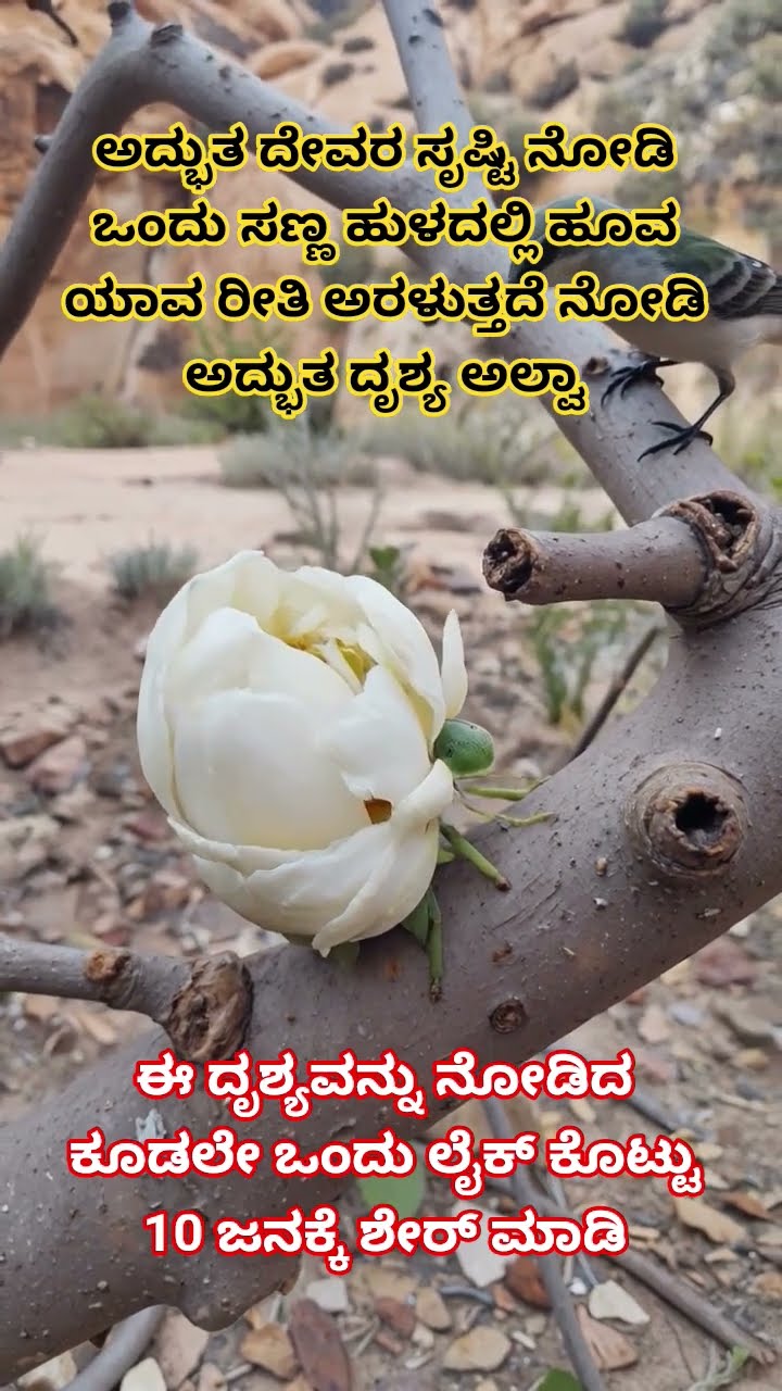 📷 ನೇಚರ್ ಫೋಟೋಸ್ - ShareChat