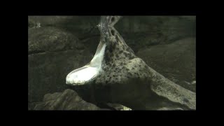 Chinese giant salamander yawning.  Side view.