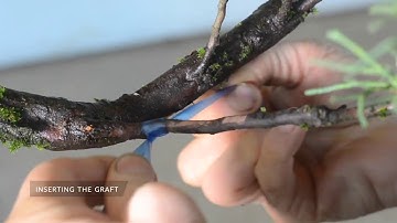Grafting Bonsai introduced