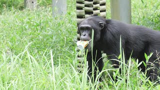 Chimpanzee recycling cans,Fubuki Tama Zoo Chimpanzee 202506