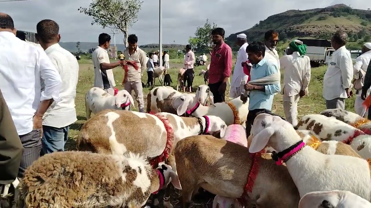 माडग्याळ मेंढ्यांचा बाजार , आरेवाडी 💕👑🔥