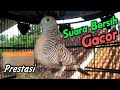 Suara GACOR &amp; NEMBAK MEMANGGIL KERAS (Perkutut Gacor) @Perkutut