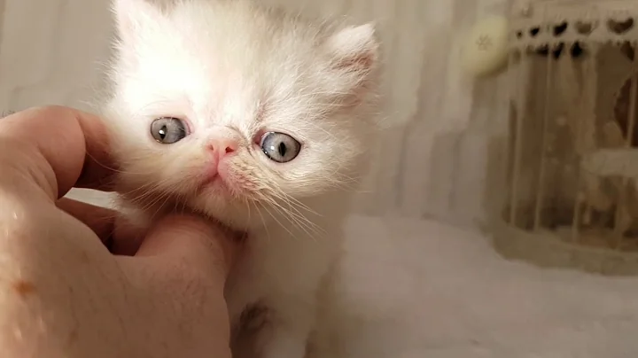 Video 498471: exotic shorthair red, exotic shorthair boy, silver exotic shorthair, persian, cattery