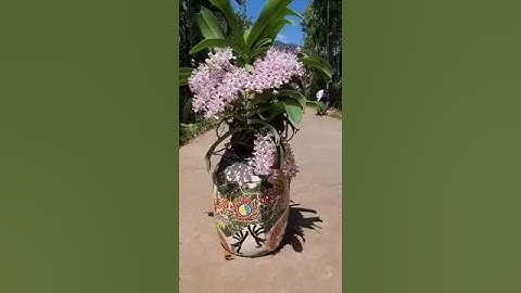 Ngọc Điểm Rừng Nam Cát Tiên