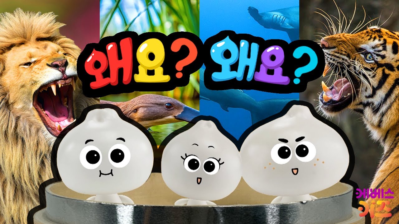 ⁣사자, 호랑이, 고래, 상어는 왜?ㅣ만두의 호기심은 계속된다~ 쭈욱!ㅣ왜요? 왜요? 궁금할 만두 모아보기ㅣKBS 방송