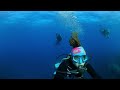 Caño and Cocos Island underwater: needlefish (360 video)