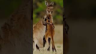 Kangaroo Cuddles With Baby Känguru Kuschelt Mit Baby