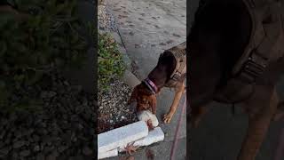 On The Way Home Sniff