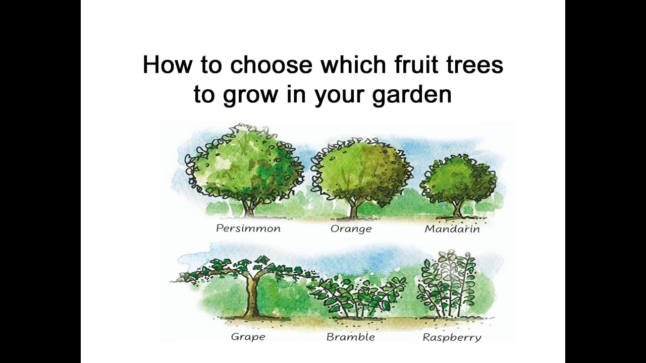 Use these eight key criteria before choosing which fruit trees to grow ...