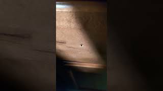 144,00 Powerful Bloodlines....